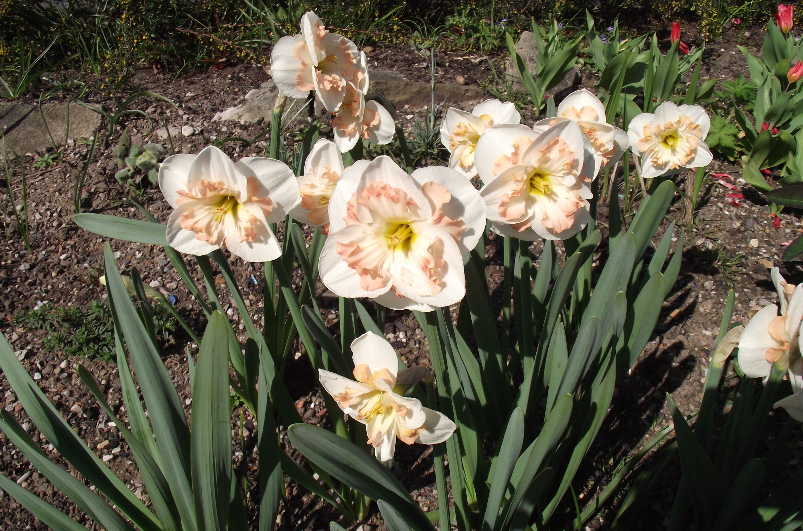 Narcissi – A Plantsman's World