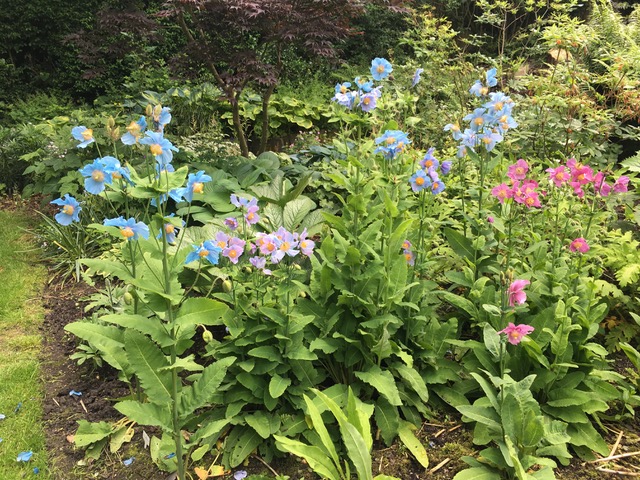 Meconopsis  A Plantsman's World