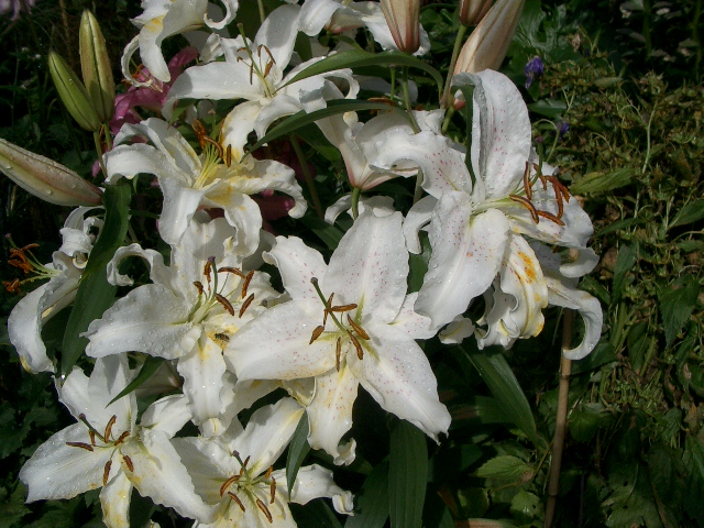 lilium-nippon.jpg