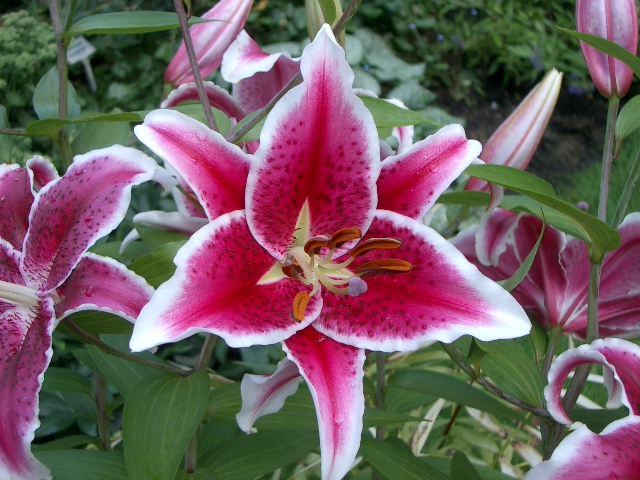 Lilies Part2 -Updated – A Plantsman's World