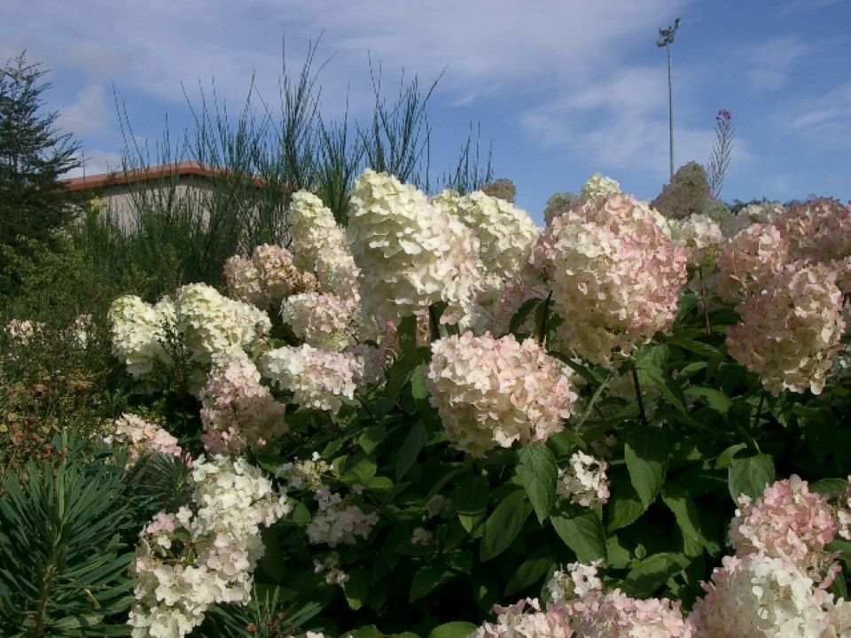 Hydrangea – Magnolia – A Plantsman's World