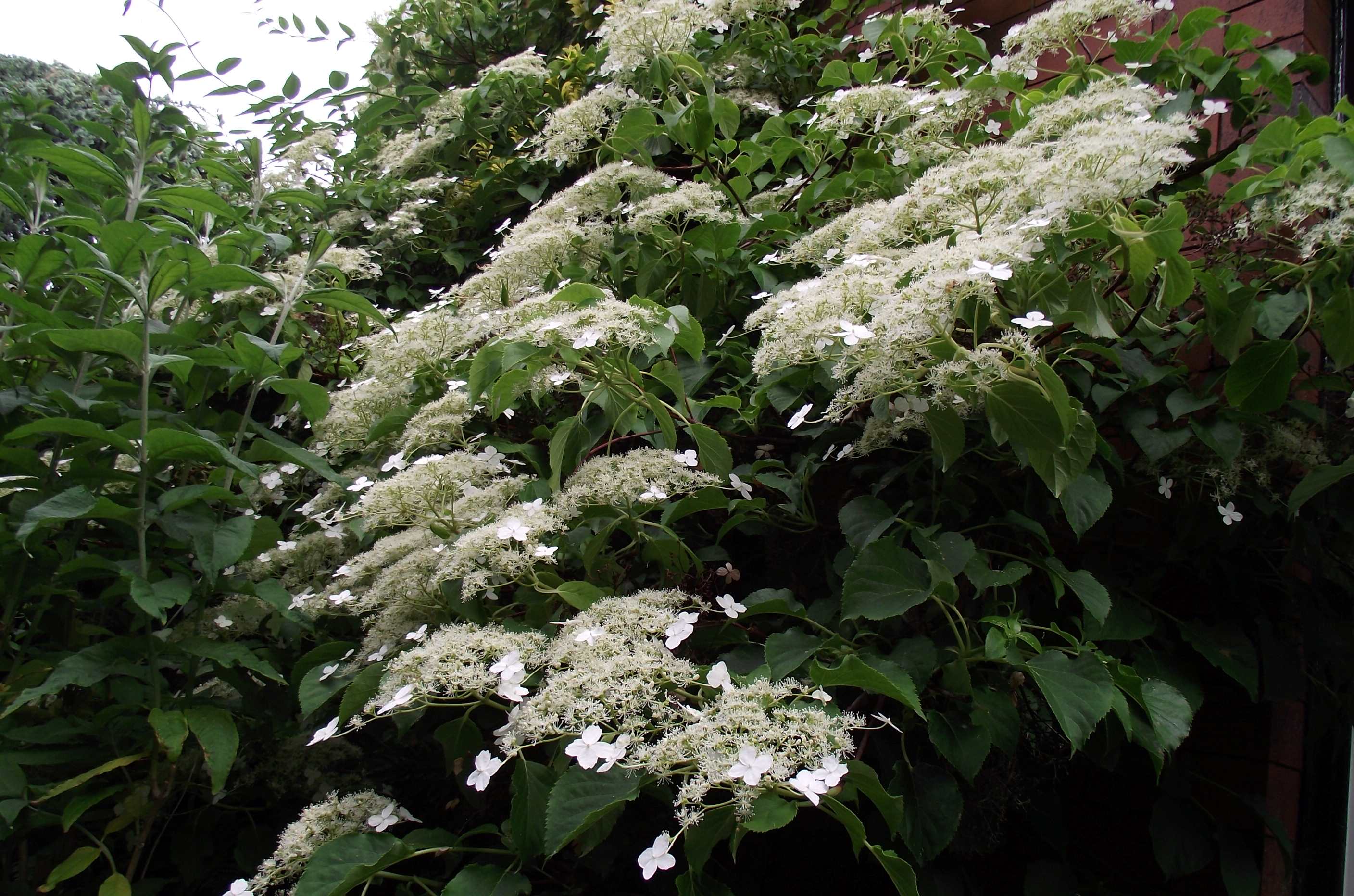 Hydrangea – Magnolia – A Plantsman's World