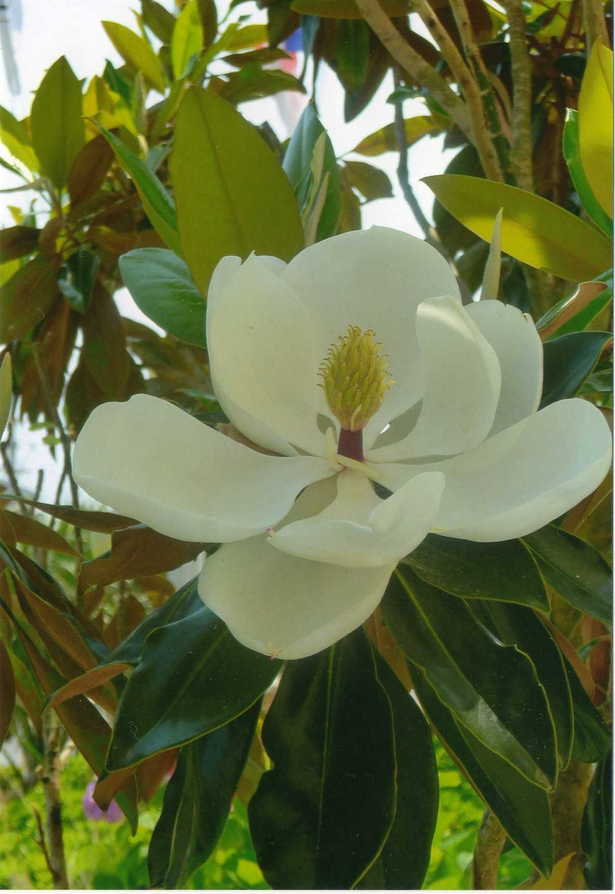 Hydrangea – Magnolia – A Plantsman's World