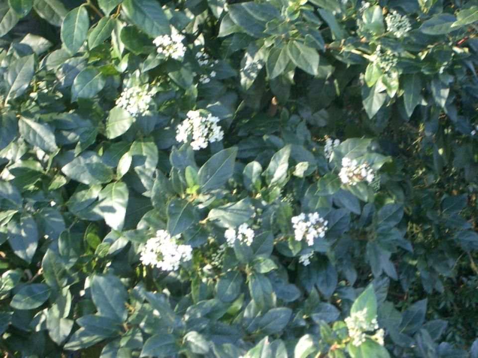 Hydrangea – Magnolia – A Plantsman's World