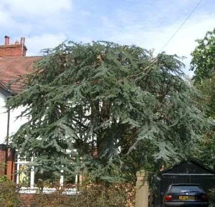 Obite Tree Death of a Tree – A Plantsman's World