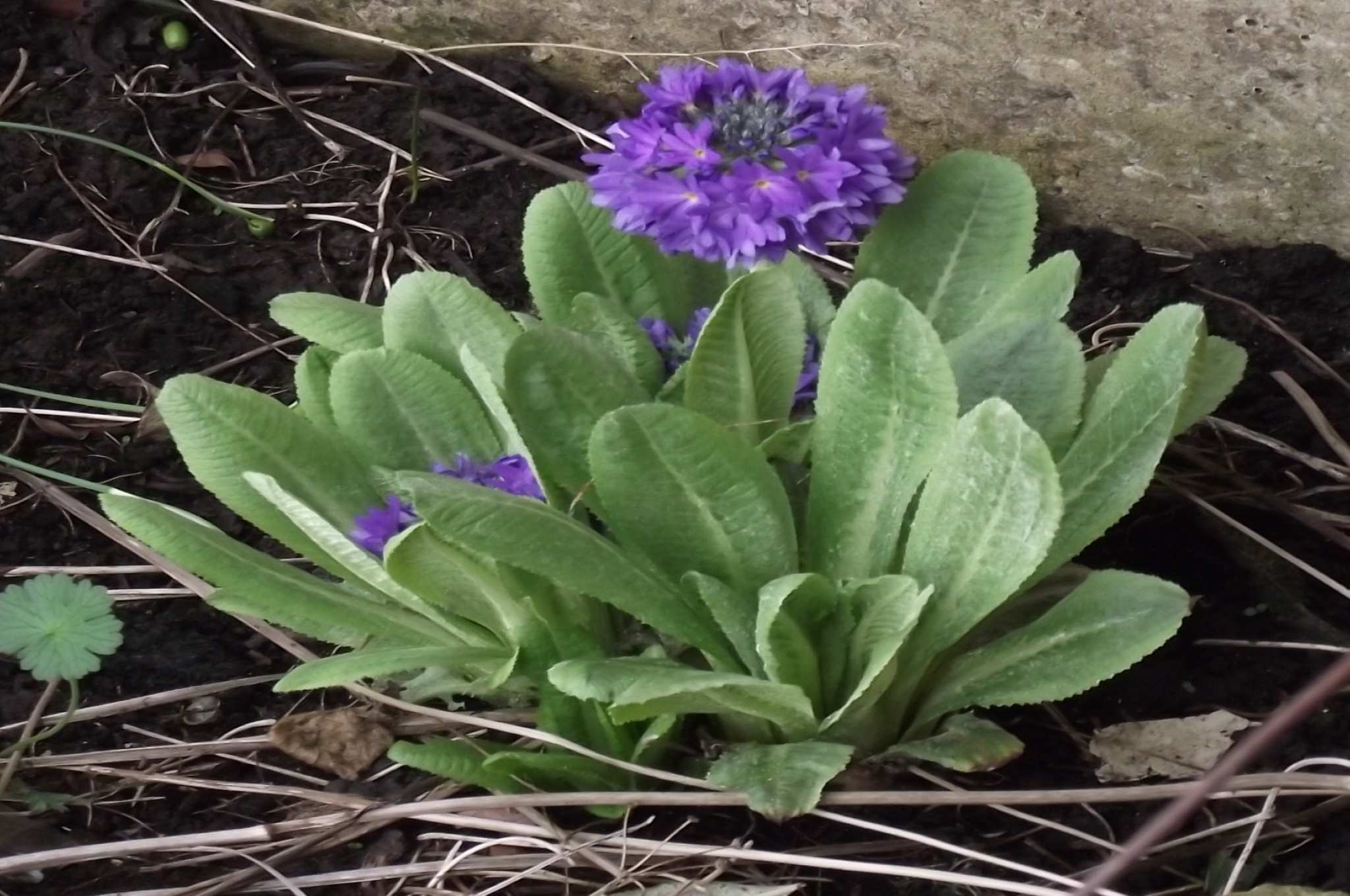 Tall Primulas Riverside Six on Saturday 29/03/2025 – A Plantsman's World